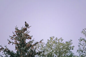 Great horned owl